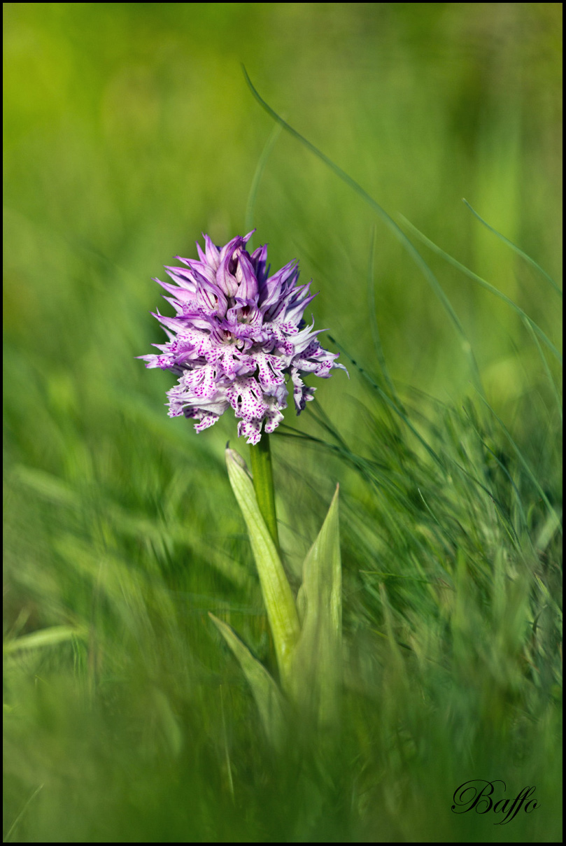 Neotinea tridentata